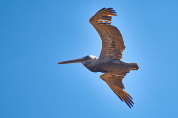 pelicano
