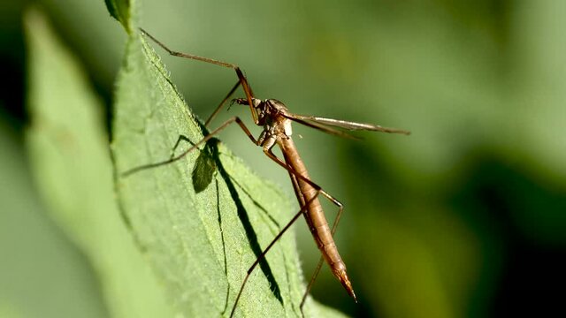 Moustique sur feuille.