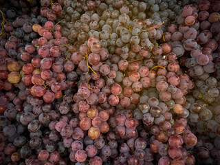 detail of red grapes, ready to eat