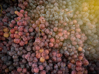 detail of red grapes, ready to eat