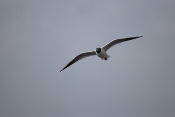 birds in flight against a gray sky
