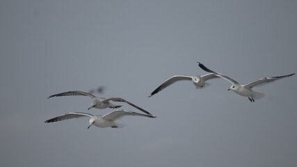 birds in flight against a gray sky