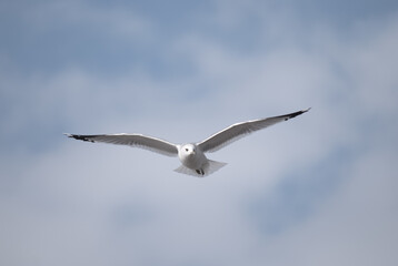 birds in flight against a gray sky