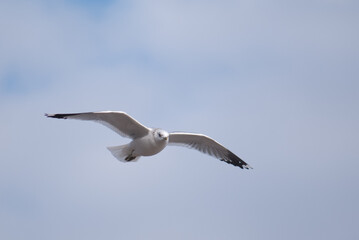 birds in flight against a gray sky