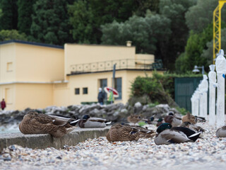 Group of ducks rest on the beach of a lake on a rainy day