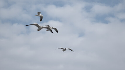 birds in flight against a gray sky