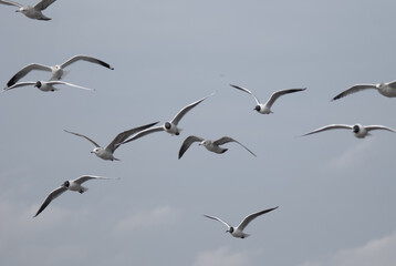 birds in flight against a gray sky