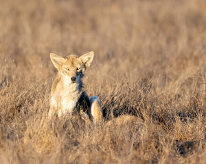 Coyote (Canis latrans), Point Reyes National Seashore, California, USA