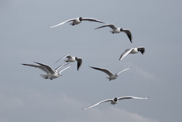 birds in flight against a gray sky