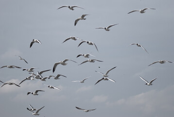 birds in flight against a gray sky