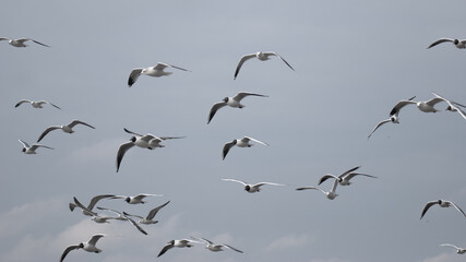 birds in flight against a gray sky