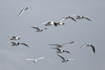 birds in flight against a gray sky