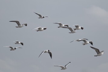 birds in flight against a gray sky