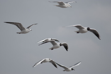 Fototapeta premium irds in flight against a gray sky