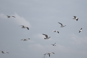 birds in flight against a gray sky