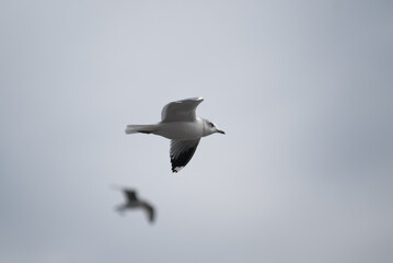 birds in flight against a gray sky