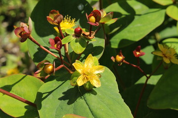 Yellow "Sweet Amber" flower and berries (or Tutsan, Shrubby St. Johnswort) in St. Gallen, Switzerland. Its Latin name is Hypericum Androsaemum, native to Eurasia. 