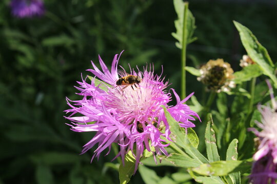 "Pink Bachelor's Button" flower (or Silber Flockenblume, Star Thristle) in St. Gallen, Switzerland. Its Latin name is Centaurea Pulcherrima, native to Caucasus and Anatolia.