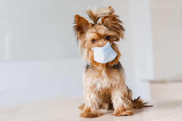 Yorkshire terrier in medical mask. Dog in surgical mask for coronavirus prevention in front of white background. Pandemic. Health care dog concept
