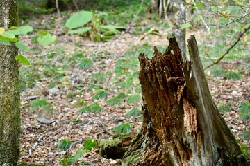 Trunk of a dead tree in the forest