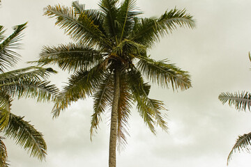 Naklejka na ściany i meble Palm trees and cloudy sky in tropical country