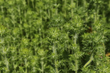 Thorny "California Stinkweed" plant (or Skunkbush, Skunkweed) in St. Gallen, Switzerland. Its scientific name is Navarretia Squarrosa, native to Western USA.