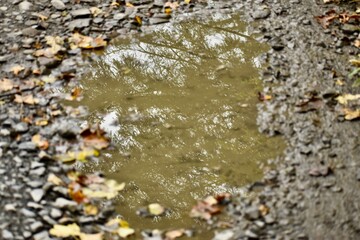 close up vıew of a puddle with a reflection of tree brunches