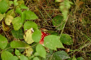 red mushroom hidden behind green leaves in a forest