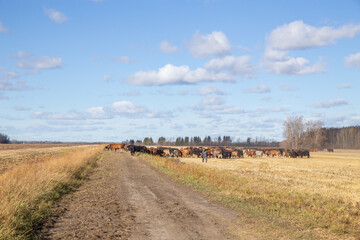 Obraz premium Herding a bunch of cattle along a dirt trail under a blue cloudy sky in an autumn countryside landscape