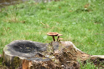 three mushrooms grown on a tree stump