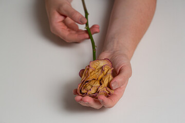 Female hands holding a dead rose bud. Woman supporting a lifeless flower in her hands. Person...