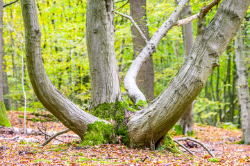 beautiful autumn in a park in england