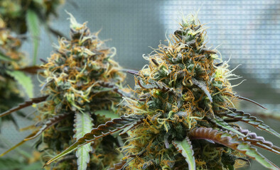 Sugar Solstice
