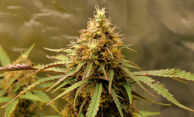Blueberry Gum