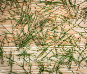 Obraz premium Pine needles texture background, natural needles pattern