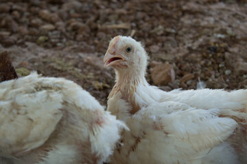 Aves en cutiverio.