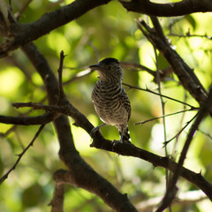 El paraiso de las aves.
