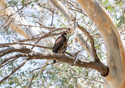 A Harris's hawk in a tree at the Boyce Thompson Arboretum