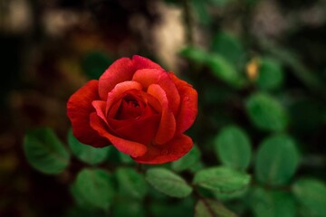 red rose in garden