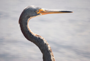 Close Up of Tri-Colored Heron
