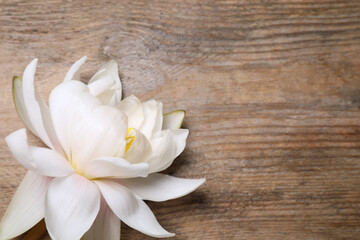 Fototapeta na wymiar Beautiful blooming white lotus flower on wooden table, top view. Space for text