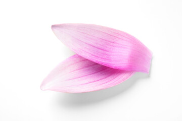 Beautiful pink lotus flower petals isolated on white