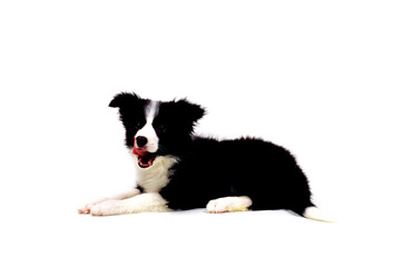 舌を出す犬　ボーダーコリー　白バック