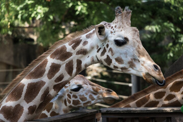 Obraz premium Giraffe Head at Zoo