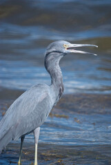 A Little Blue Heron by a Lake