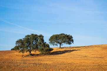 Typical Portuguese landscape in Alentejo. Cork oak