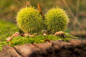 chestnuts in the forest