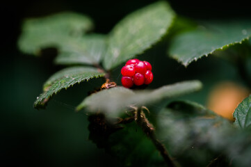 red berry in the forest