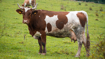 Naklejka na ściany i meble cow in a field looking in a camera