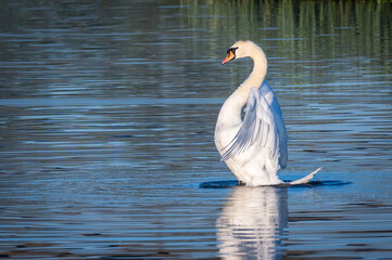 Naklejka premium swan on the water